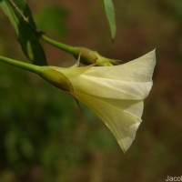 Xenostegia tridentata (L.) D.F.Austin & Staples